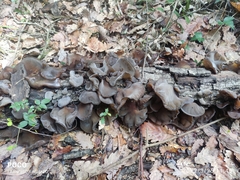Auricularia cerrina