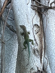 Anolis marmoratus
