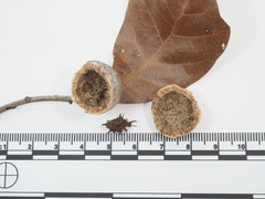 Amphibolips globulus