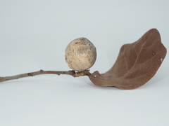 Amphibolips globulus