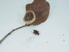 Amphibolips globulus