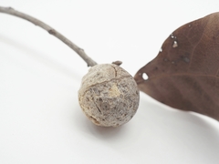 Amphibolips globulus