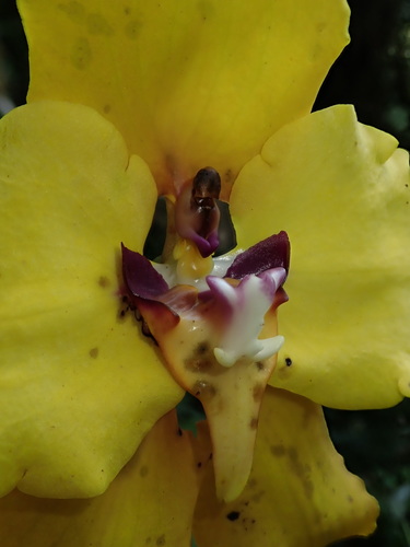 Image of Cyrtochilum macranthum by (c) Nolan Exe, some rights reserved (CC BY)