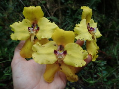 Cyrtochilum macranthum