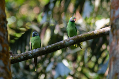 Psittacula calthrapae