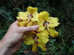 Cyrtochilum macranthum