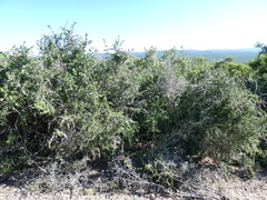 Gymnosporia polyacantha