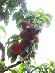 Prunus persica persica