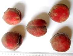 Prunus persica persica