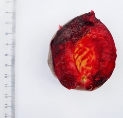 Prunus persica persica