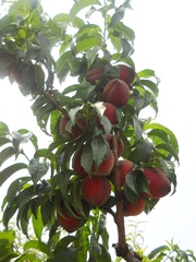 Prunus persica persica