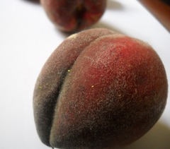 Prunus persica persica