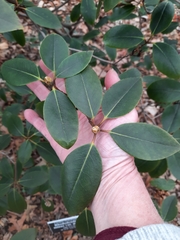 Rhododendron minus minus