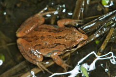 Pseudacris kalmi