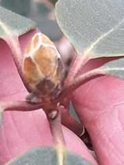 Rhododendron minus minus