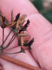 Rhododendron minus minus