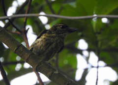 Pogoniulus scolopaceus