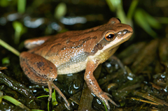 Pseudacris kalmi
