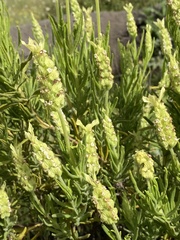 Lavandula viridis