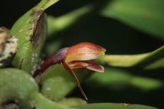 Maxillaria sanantonioensis