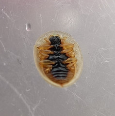 Cassida subreticulata