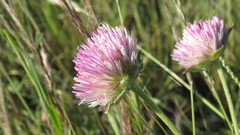 Gomphrena hankeana