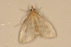 Metasia dicealis