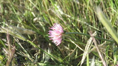 Gomphrena hankeana