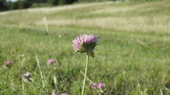 Gomphrena hankeana