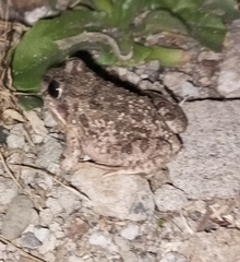 Tomopterna kachowskii