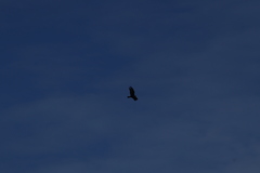 Buteo albonotatus