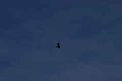 Buteo albonotatus