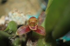 Maxillaria sanantonioensis