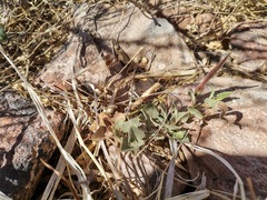 Aristolochia wrightii