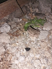 Tomopterna kachowskii