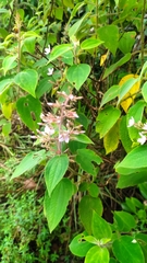 Ernestia granvillei