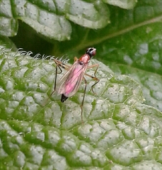 Neria octoannulata