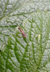 Neria octoannulata