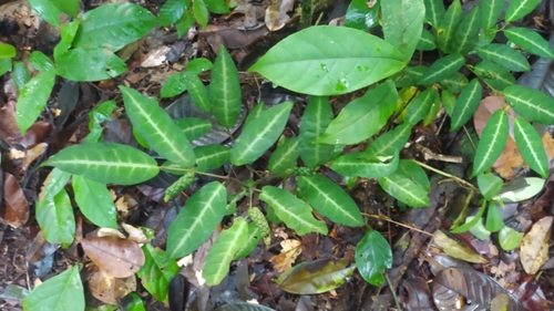 Piper consanguineum