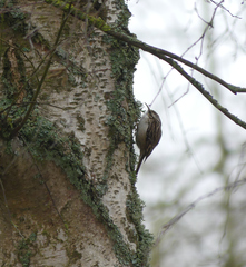 Certhia brachydactyla