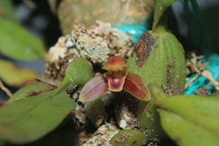 Maxillaria sanantonioensis