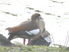 Alopochen aegyptiaca