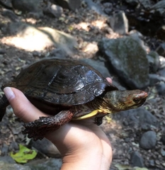 Rhinoclemmys pulcherrima rogerbarbouri