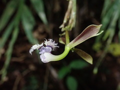 Epidendrum jatunsachanum