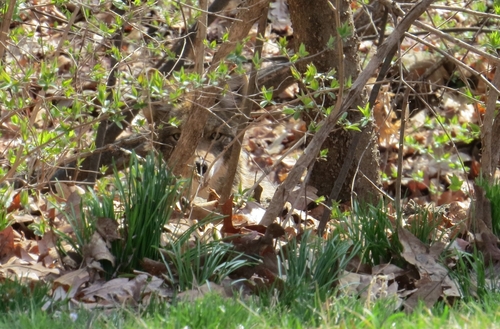 Coyote photographed in Missouri