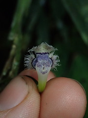 Epidendrum jatunsachanum