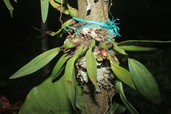 Maxillaria sanantonioensis