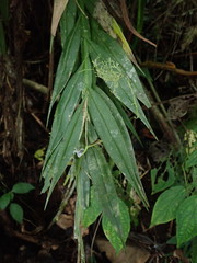 Epidendrum jatunsachanum