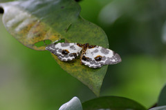 Abraxas amicula-illuminata