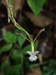 Epidendrum jatunsachanum